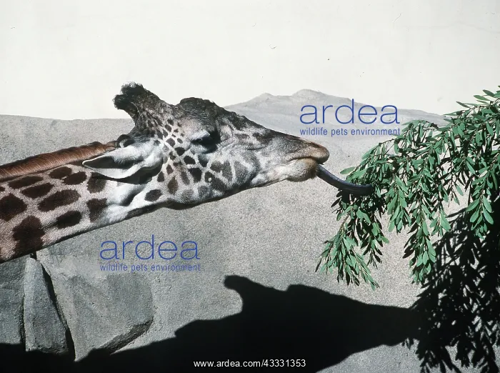 : GIRAFFE - extending tongue for leaves : GIRAFFE - extending tongue for leaves
