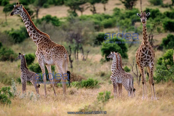  : Giraffe - family