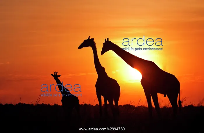 : Giraffe - family at sunrise : Giraffe - family at sunrise