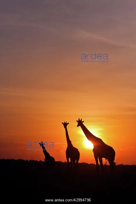 : Giraffe - family at sunrise : Giraffe - family at sunrise