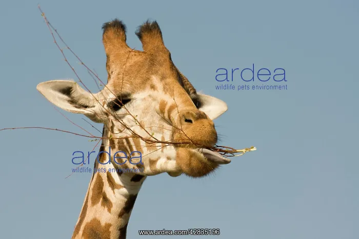  : Giraffe - feeding