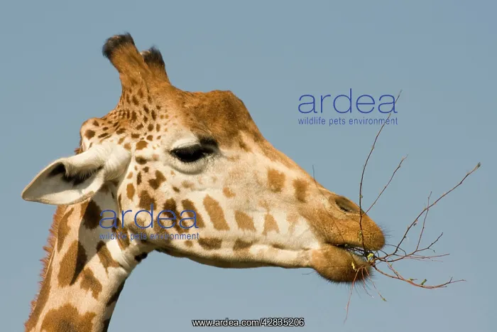 : Giraffe - feeding : Giraffe - feeding