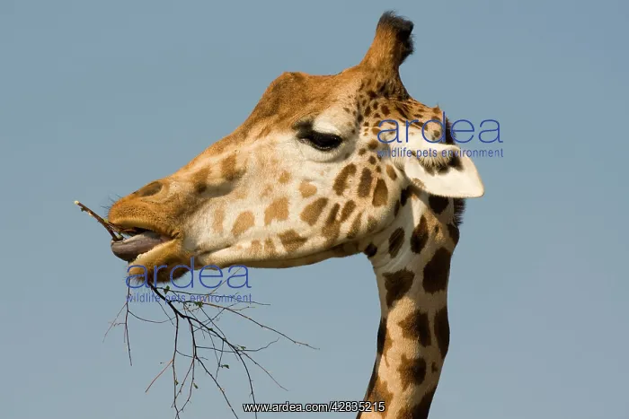 : Giraffe - feeding : Giraffe - feeding