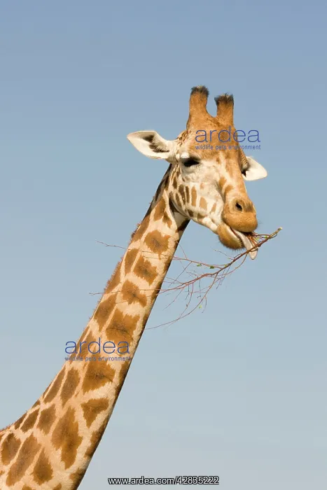 : Giraffe - feeding : Giraffe - feeding