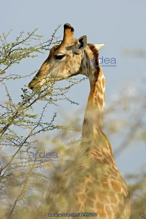 : Giraffe - feeding on the top branches : Giraffe - feeding on the top branches