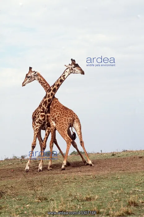 : GIRAFFE - Fighting : GIRAFFE - Fighting