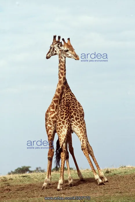 : GIRAFFE - Fighting : GIRAFFE - Fighting