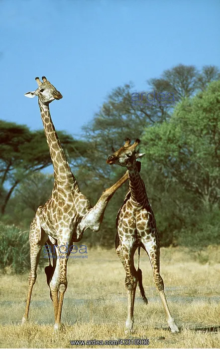 : GIRAFFE - fighting : GIRAFFE - fighting