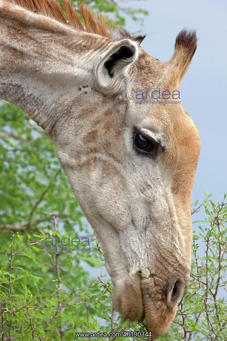 : Giraffe (Giraffa), animal portrait, Kruger National : Giraffe (Giraffa), animal portrait, Kruger National