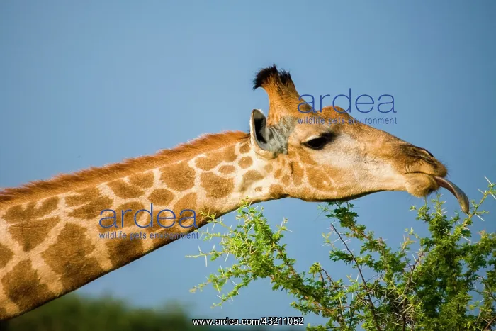: Giraffe (Giraffa camelopardalis). Madikwe Game Reserve : Giraffe (Giraffa camelopardalis). Madikwe Game Reserve