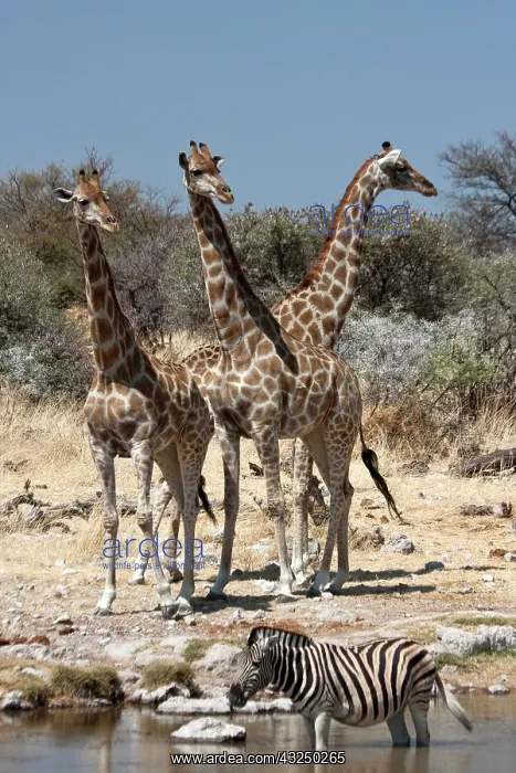 : Three giraffe (Giraffa Camelopardalis) and : Three giraffe (Giraffa Camelopardalis) and