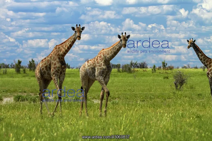 : Giraffe (Giraffa camelopardalis angolensis) : Giraffe (Giraffa camelopardalis angolensis)