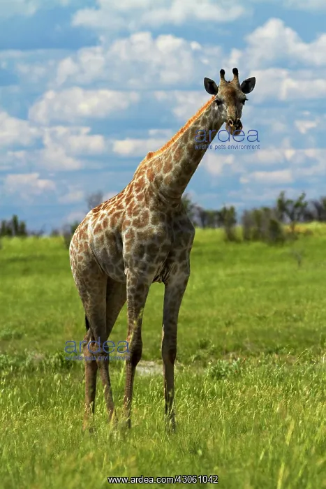 : Giraffe (Giraffa camelopardalis angolensis) : Giraffe (Giraffa camelopardalis angolensis)