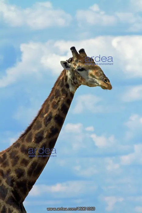 : Giraffe (Giraffa camelopardalis angolensis) : Giraffe (Giraffa camelopardalis angolensis)