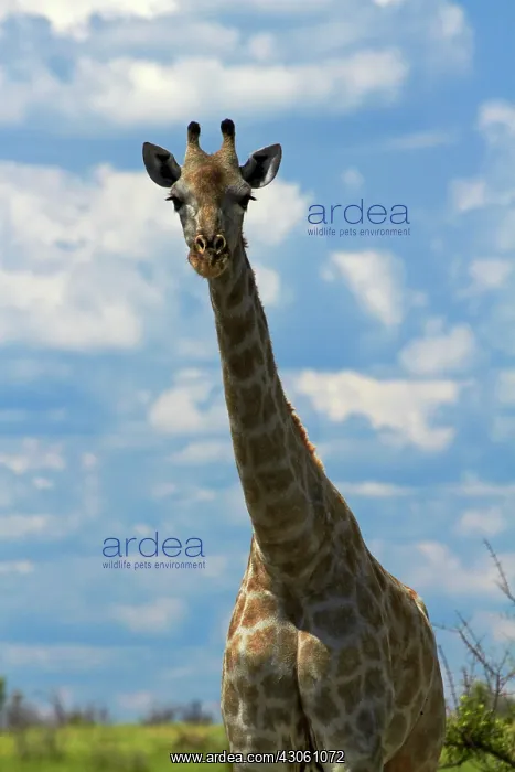 : Giraffe (Giraffa camelopardalis angolensis) : Giraffe (Giraffa camelopardalis angolensis)
