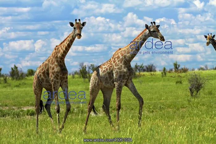 : Giraffe (Giraffa camelopardalis angolensis) : Giraffe (Giraffa camelopardalis angolensis)