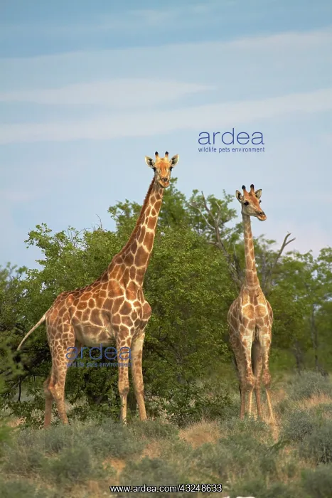 : Giraffe (Giraffa camelopardalis angolensis) : Giraffe (Giraffa camelopardalis angolensis)