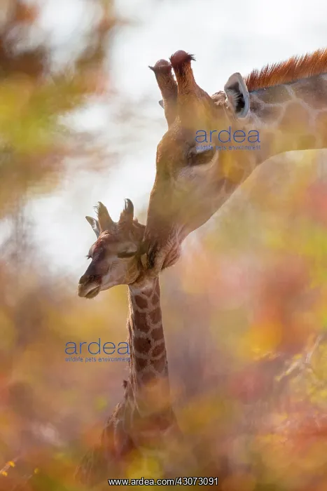 : Giraffe (Giraffa camelopardalis) and baby giraffe : Giraffe (Giraffa camelopardalis) and baby giraffe