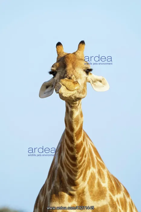 : Giraffe (Giraffa camelopardalis) chewing licking : Giraffe (Giraffa camelopardalis) chewing licking