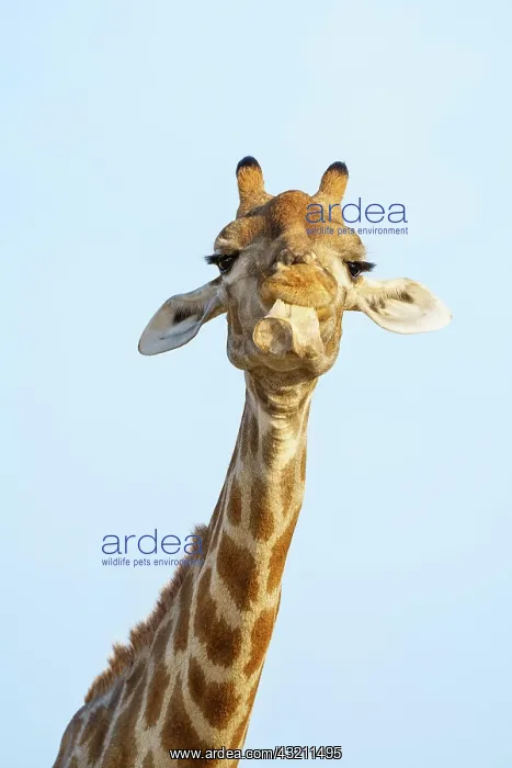 : Giraffe (Giraffa camelopardalis) chewing licking : Giraffe (Giraffa camelopardalis) chewing licking