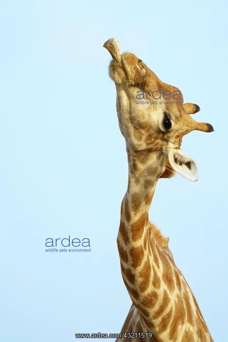 : Giraffe (Giraffa camelopardalis) chewing licking : Giraffe (Giraffa camelopardalis) chewing licking