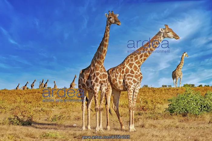 : Giraffe (Giraffa camelopardalis) Etosha National : Giraffe (Giraffa camelopardalis) Etosha National