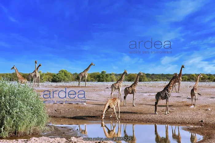: Giraffe (Giraffa camelopardalis) Etosha National : Giraffe (Giraffa camelopardalis) Etosha National
