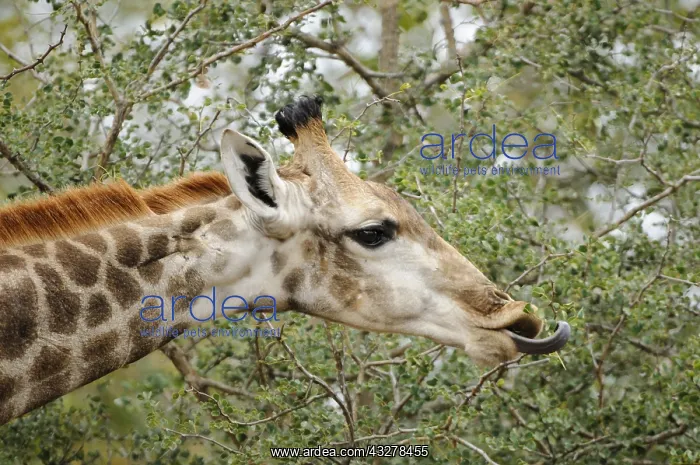 : Giraffe (Giraffa camelopardalis) feeding on tho : Giraffe (Giraffa camelopardalis) feeding on tho