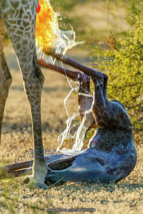  : Giraffe (Giraffa camelopardalis) giving birth. Northern