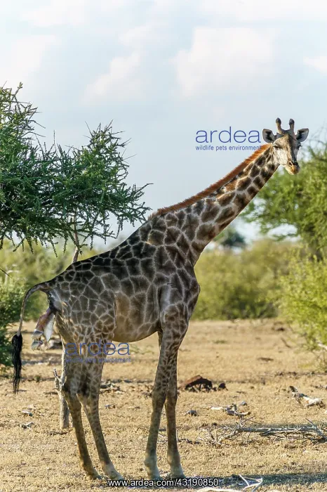 : Giraffe (Giraffa camelopardalis) giving birth. Northern : Giraffe (Giraffa camelopardalis) giving birth. Northern