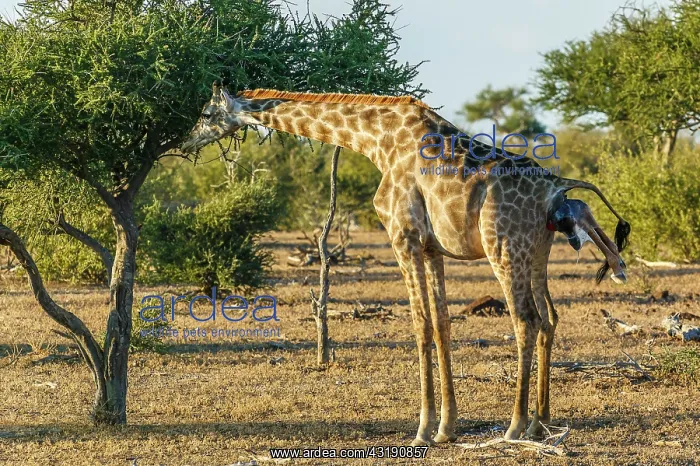: Giraffe (Giraffa camelopardalis) giving birth. Northern : Giraffe (Giraffa camelopardalis) giving birth. Northern