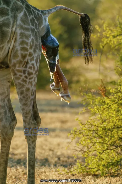: Giraffe (Giraffa camelopardalis) giving birth. Northern : Giraffe (Giraffa camelopardalis) giving birth. Northern