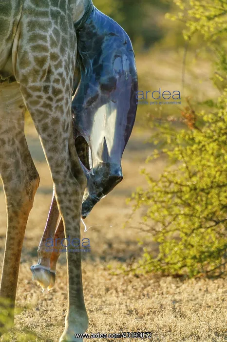 : Giraffe (Giraffa camelopardalis) giving birth. Northern : Giraffe (Giraffa camelopardalis) giving birth. Northern