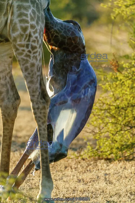 : Giraffe (Giraffa camelopardalis) giving birth. Northern : Giraffe (Giraffa camelopardalis) giving birth. Northern