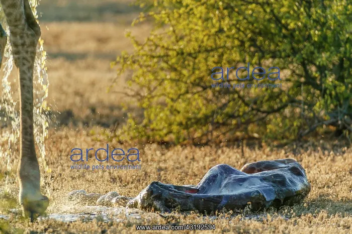 : Giraffe (Giraffa camelopardalis) giving birth. Northern : Giraffe (Giraffa camelopardalis) giving birth. Northern