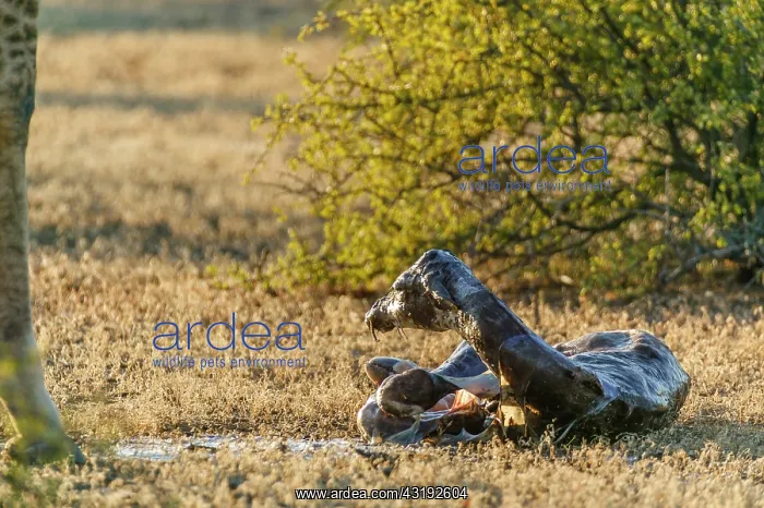 : Giraffe (Giraffa camelopardalis) giving birth. Northern : Giraffe (Giraffa camelopardalis) giving birth. Northern