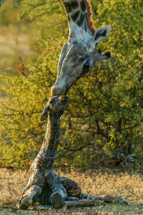 : Giraffe (Giraffa camelopardalis) giving birth. Northern : Giraffe (Giraffa camelopardalis) giving birth. Northern
