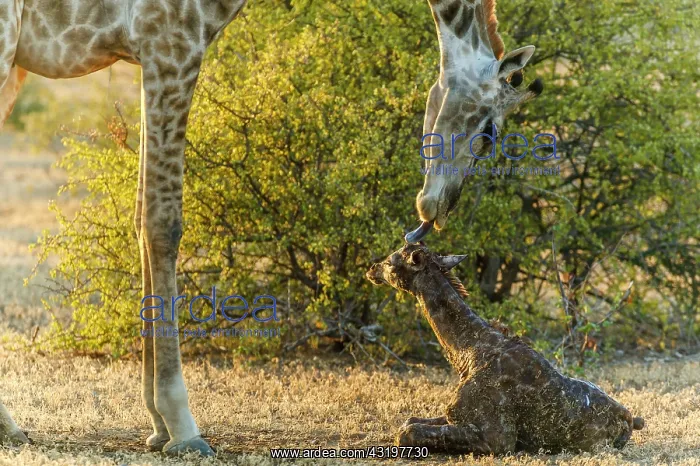 : Giraffe (Giraffa camelopardalis) giving birth. Northern : Giraffe (Giraffa camelopardalis) giving birth. Northern