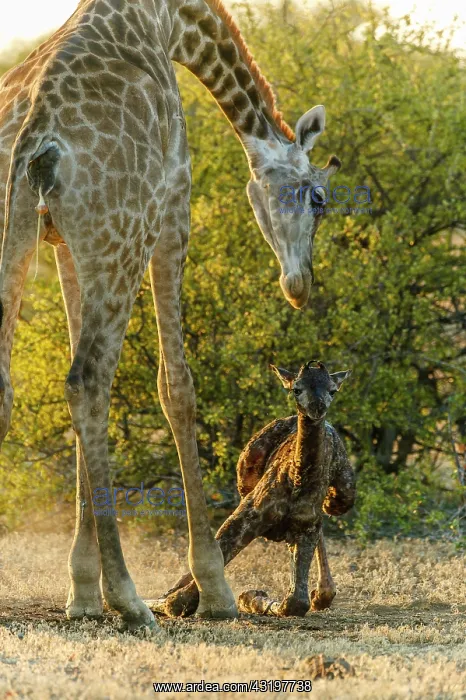 : Giraffe (Giraffa camelopardalis) giving birth. Northern : Giraffe (Giraffa camelopardalis) giving birth. Northern