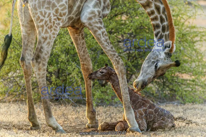 : Giraffe (Giraffa camelopardalis) giving birth. Northern : Giraffe (Giraffa camelopardalis) giving birth. Northern