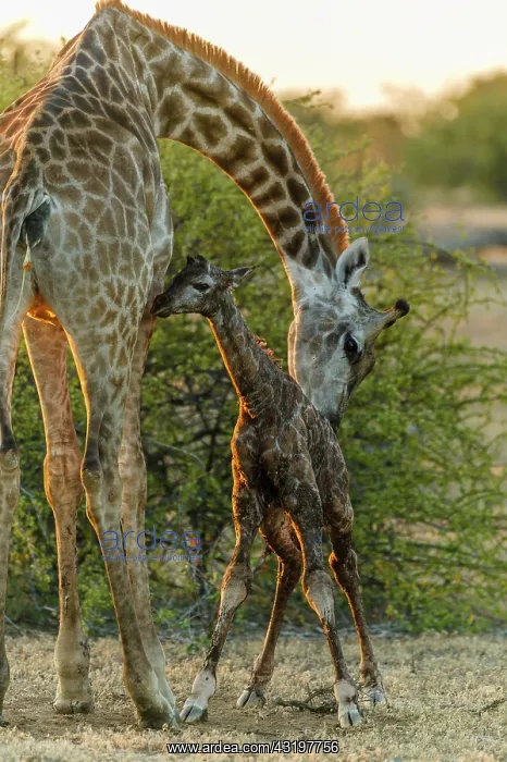 : Giraffe (Giraffa camelopardalis) giving birth. Northern : Giraffe (Giraffa camelopardalis) giving birth. Northern