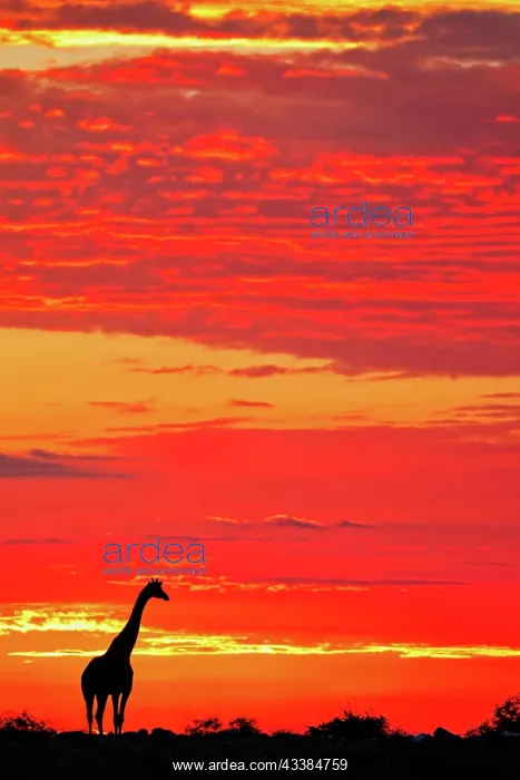: Giraffe (Giraffa camelopardalis) im Sonnenaufgang : Giraffe (Giraffa camelopardalis) im Sonnenaufgang