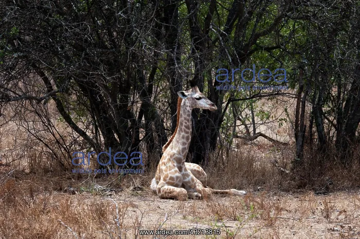  : Giraffe (Giraffa camelopardalis), Kapama