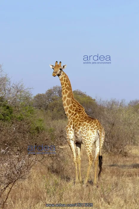  : Giraffe (Giraffa camelopardalis), Kapama