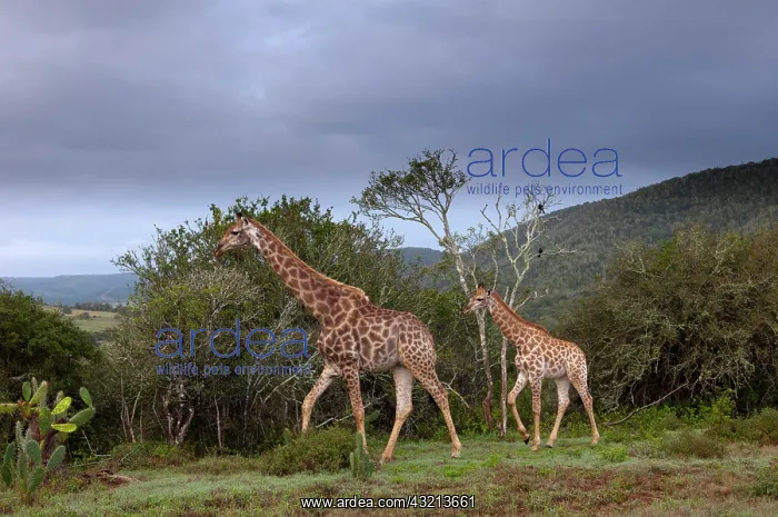 : Giraffe (Giraffa camelopardalis), Kariega : Giraffe (Giraffa camelopardalis), Kariega