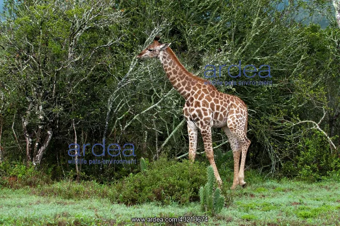 : Giraffe (Giraffa camelopardalis), Kariega : Giraffe (Giraffa camelopardalis), Kariega