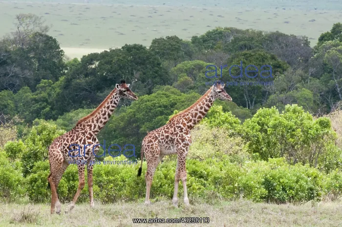 : Giraffe (Giraffa camelopardalis), Maasai : Giraffe (Giraffa camelopardalis), Maasai