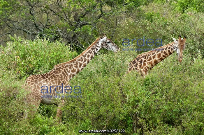 : Giraffe (Giraffa camelopardalis), Maasai : Giraffe (Giraffa camelopardalis), Maasai