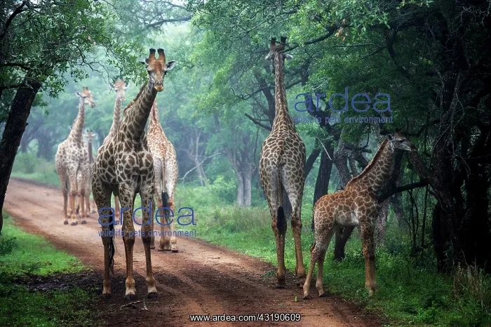 : Giraffe (Giraffa camelopardalis) in mist. Ndumo : Giraffe (Giraffa camelopardalis) in mist. Ndumo