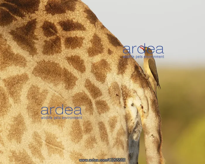 : Giraffe (Giraffa camelopardalis) with a Red-bil : Giraffe (Giraffa camelopardalis) with a Red-bil